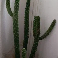 فروش گل کاکتوس