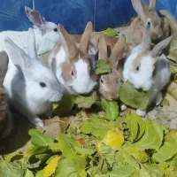 خرگوش دورگه ماده ساده نر لپ