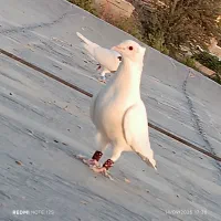 کبوتر|پرنده|آشخانه, |دیوار