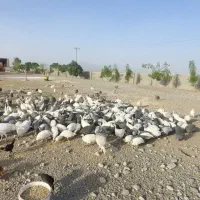 مرغ شاخدار|حیوانات مزرعه|کاشمر, |دیوار