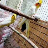 عروس هلندی جفت مولد 6 عدد|پرنده|بندر دیر, |دیوار