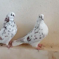 یک‌جفت‌کفتر‌‌نوک‌قنار|پرنده|بروجن, |دیوار