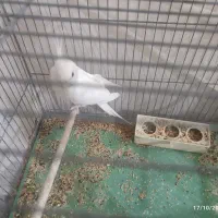 عروس هلندی نر البینو|پرنده|قم, کیوانفر|دیوار