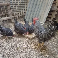جوجه مرغ|حیوانات مزرعه|اصفهان, محمودآباد|دیوار