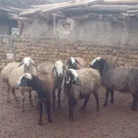 میش چاق عالی خوب