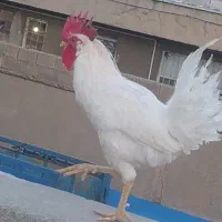 جفت برای این خروس پیدا کنید