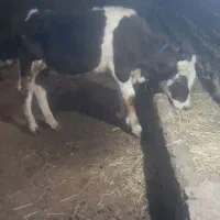 گوساله نر سیمنتال