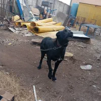 نیمچه گلین عشایری