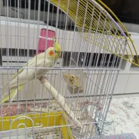 عروس هلندی باقفس۱۴۰۰۰۰۰