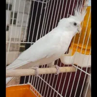 عروس هلندی آلبینیو چشم شرابی دوکت