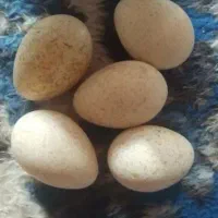 تعدادتخم بوقلمون بربون  نطف دار تازه