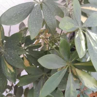 شفلرا|گل مصنوعی|اصفهان, رحیمآباد|دیوار