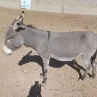 یک الاغ نر جوان