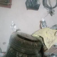 ۳۰عدد طوقی کاکولی بی کاکل
