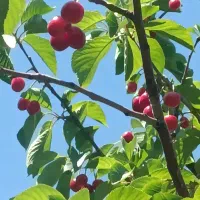 آلبالو گیلاسی البالو درجه یک ارسال رایگان