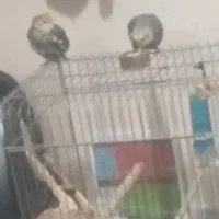 دو تا عروس هلندی اسلامشهر شهرک انبیا سپیدا دوم|پرنده|اسلام‌شهر, شهرک توحید|دیوار