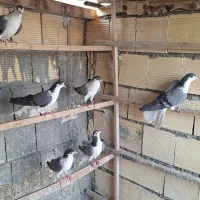 کبوتر دمگیر سینه دمپاک برگرد