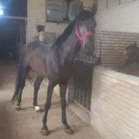 مادیان ونریان عرب خالص ایرانی