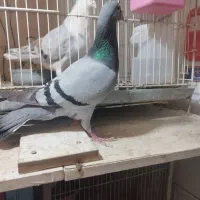 سبز ماده درشت و مسافتی|پرنده|مشهد, وکیل‌آباد|دیوار