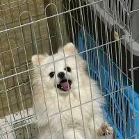 پامر خرسی عروسکی پوزه کوتاه