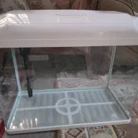 ماهی