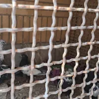 کبوتر سینه ای|پرنده|اصفهان, امامزاده اسماعیل|دیوار