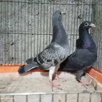 کفتر زاجر|پرنده|اردکان, |دیوار