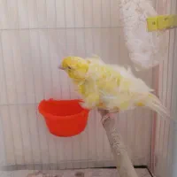 جفت قناری فری