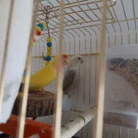 کوتوله جفت مولد