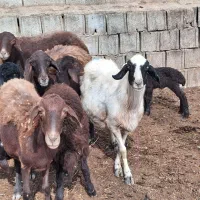 میش وبره افشاری