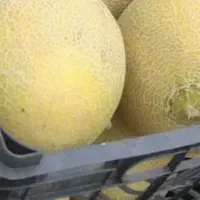 ملون احمدی  هندوانه طالبی