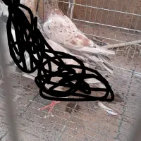 کبوتر|پرنده|قزوین, |دیوار