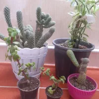 گل های طبیعی