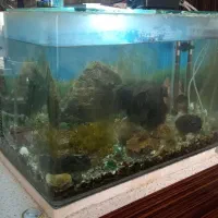 آکواریوم شیشه خم و گیاه و سنگ و کفی|ماهی|قرچک, زیبا شهر|دیوار