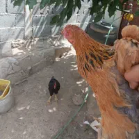 مرغ محلی تخم گذار