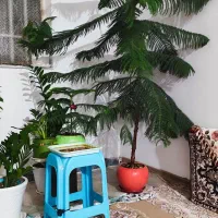 گل درختچه کاج مطبق
