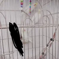 معاوضه ی عروس با دو چرخه