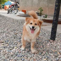 سگ پامیر روباهی|سگ|سنندج, |دیوار