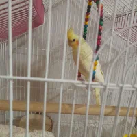 عروس هلندی ماده