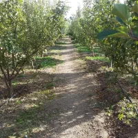 باغچه سرحال دماوندجابان سند تکبرگ