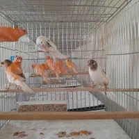 قناری|پرنده|ساوه, |دیوار