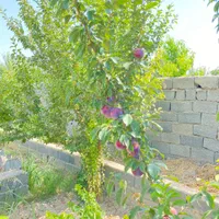 باغچه و باغ 500متر،چهاردیوارقدیمی،وسط باغات|فروش زمین و ملک کلنگی|فردوسیه, |دیوار