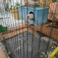 جفت نرگسی سفید همراه با تخم وتمام لوازمات