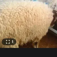 دو عدد بره نر