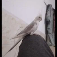 عروس هلندی آلبینو دوکت  نر مست به شرط معاوضه دارم