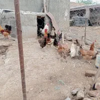 مرغ تخم گذار