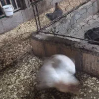 همکار خانوم