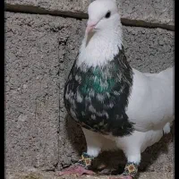 کبوتر  طوقی متن