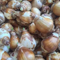 فروش انواع گل آپارتمانی و پیاز نرگس