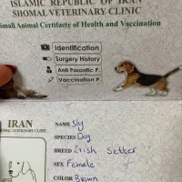 سگ باهوش و اصیل|سگ|آمل, |دیوار